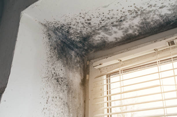 Affordable Hvac And Air Duct Mold Remediation solutions in Huntly, VA